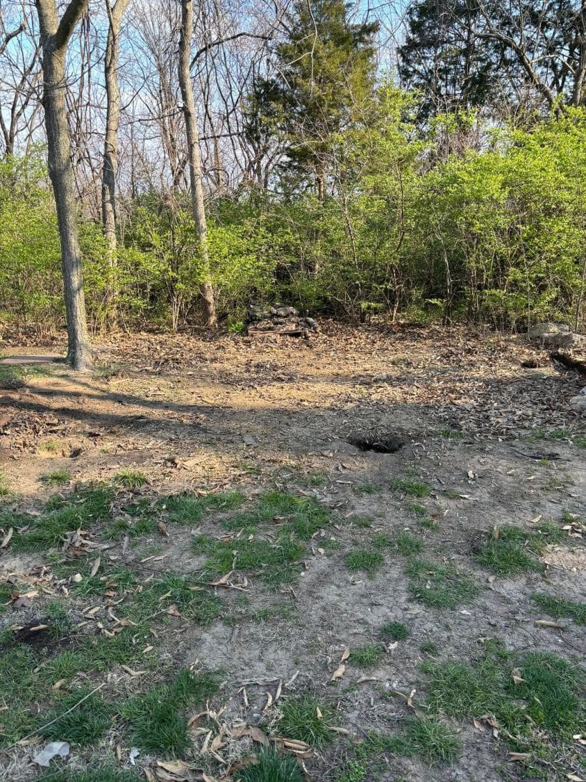 The same stretch of yard by the trees, cleared down to grass and bare ground